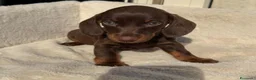 Bassotto cani in vendita: Bassotti cuccioli  - Annuncio 2
