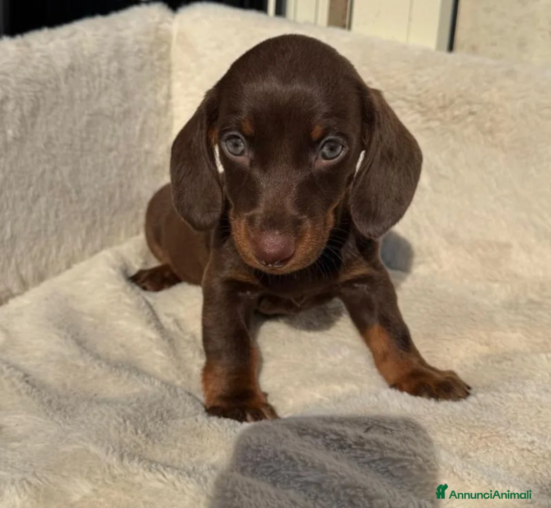 Bassotto cani in vendita: Bassotti cuccioli  - Annuncio 2