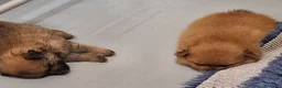 Volpino Pomerania cani in vendita: Cuccioli di Spitz Tedesco Nano (Pomerania) - Annuncio 4