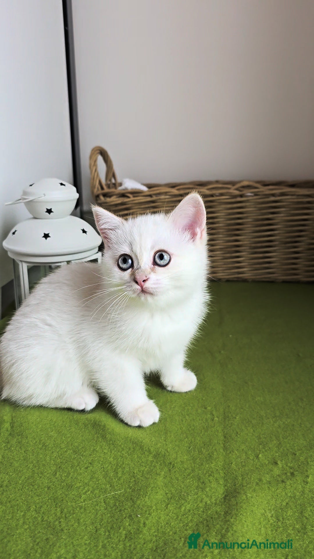 British gatti in vendita: Cuccioli british shorthair  - Annuncio 6
