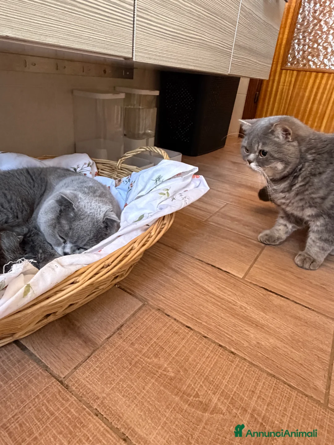 Scottish gatti in vendita: Cuccioli Scottish Straight & Scottish Fold - Annuncio 2