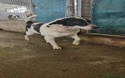 Meticcio cani in regalo: Coffee: super dolce con tutti  a Città Metropolitana di Genova - Immagine 5