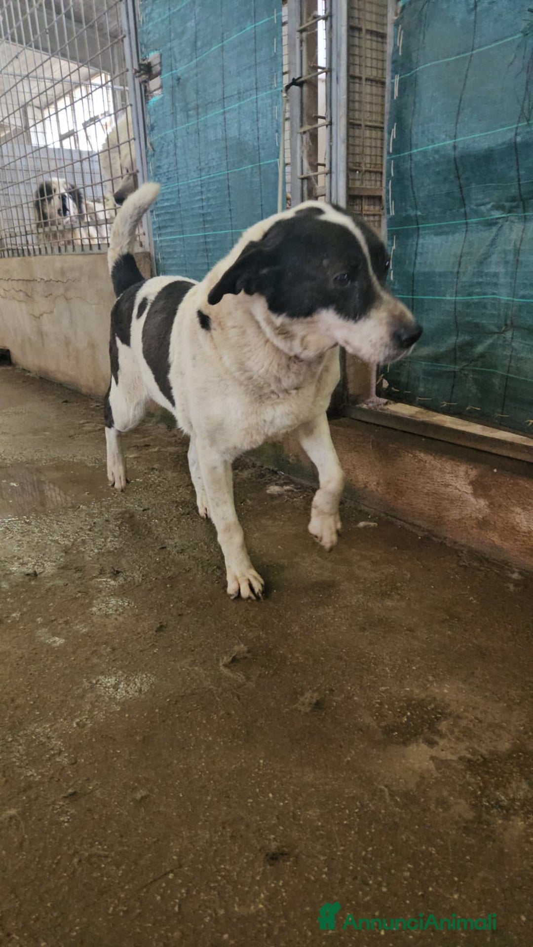 Meticcio cani in regalo: Coffee: super dolce con tutti  a Città Metropolitana di Genova - Immagine 5