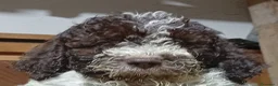 Lagotto cani in vendita: Cuccioli di Lagotto con pedigree - Annuncio 2