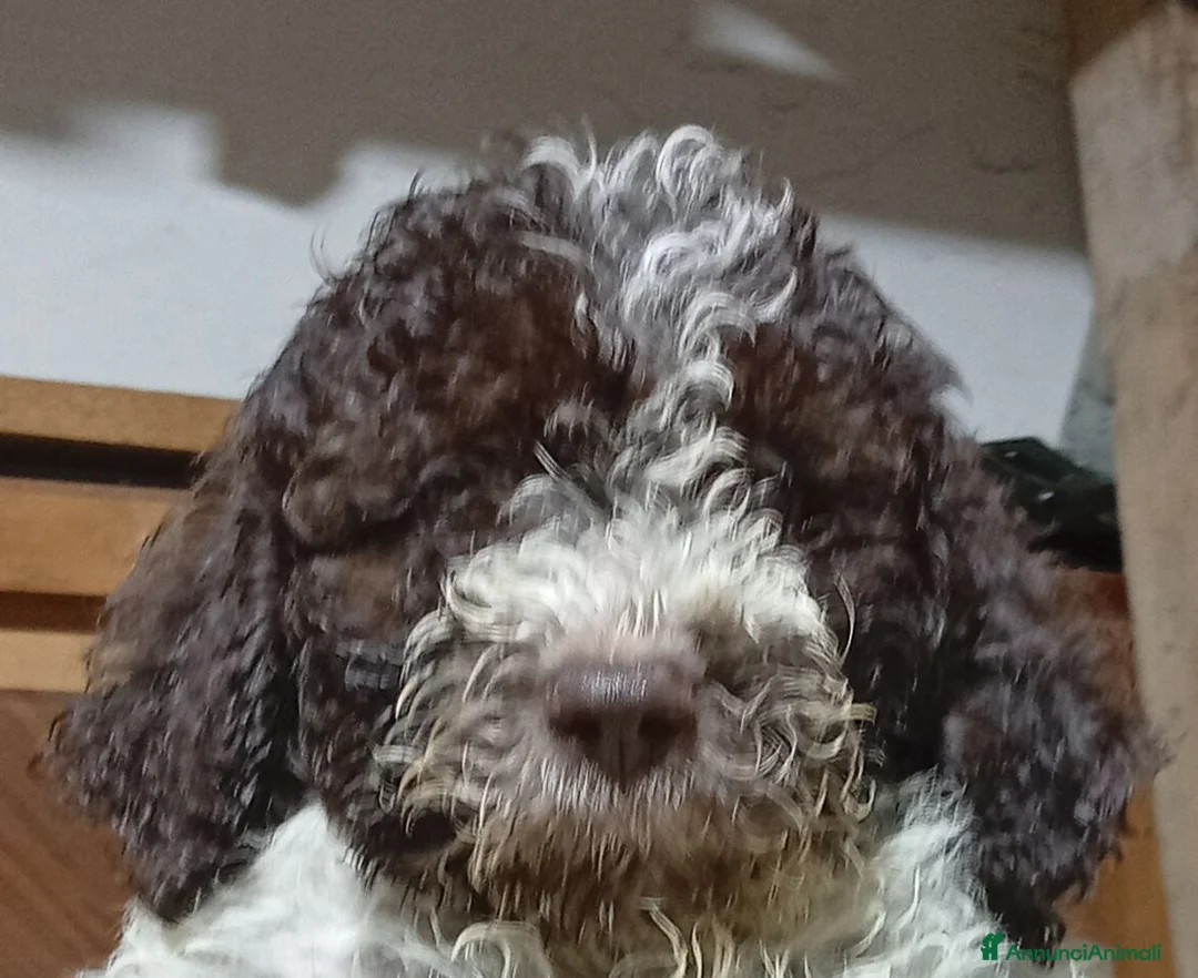 Lagotto cani in vendita: Cuccioli di Lagotto con pedigree - Annuncio 2