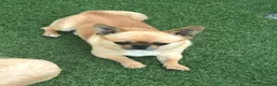Chihuahua cani in vendita: Chihuahua pelo corto - Annuncio 6
