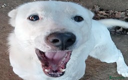 Labrador cani in regalo: Heide meravigliosa derivata labrador in adozione a Provincia di Latina - Immagine 5