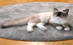 Ragdoll gatti in vendita: Cucciola Ragdoll - Immagine 6