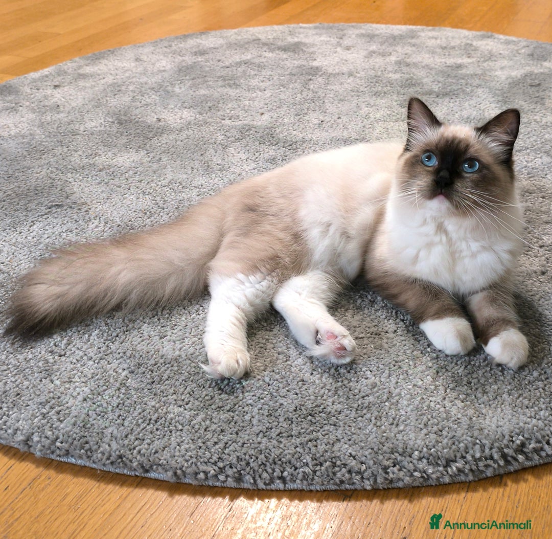 Ragdoll gatti in vendita: Cucciola Ragdoll - Immagine 6