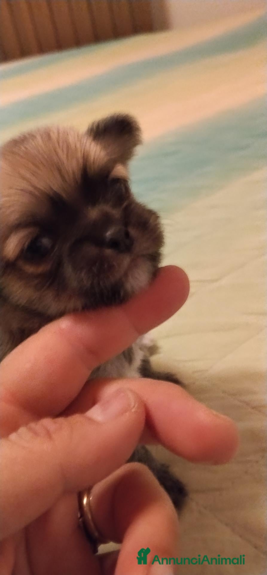 Chihuahua cani Cuccioli Chihuahua pelo lungo con pedigree Enci  - Annuncio 5