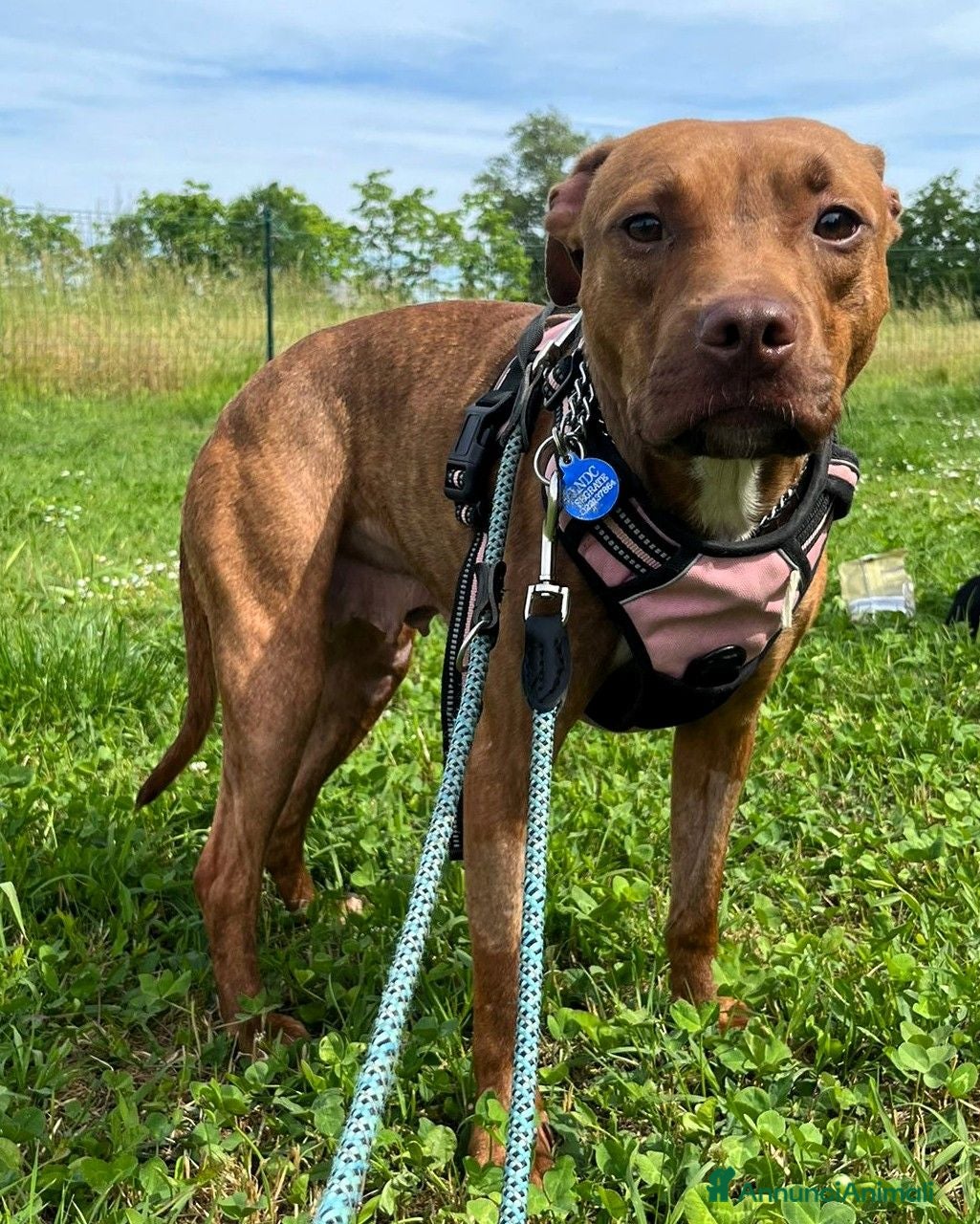 Meticcio cani ALMA BELLISSIMA PIT - Annuncio 1