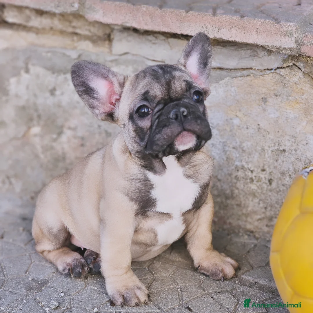 Bulldog Francese cani in vendita: Bulldog francese pedigree ENCI  - Annuncio 1