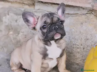 Bulldog Francese cani Bulldog francese pedigree ENCI - Annuncio 2