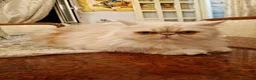 Persiano gatti in vendita: Gattino persiano ipertipico  - Annuncio 1