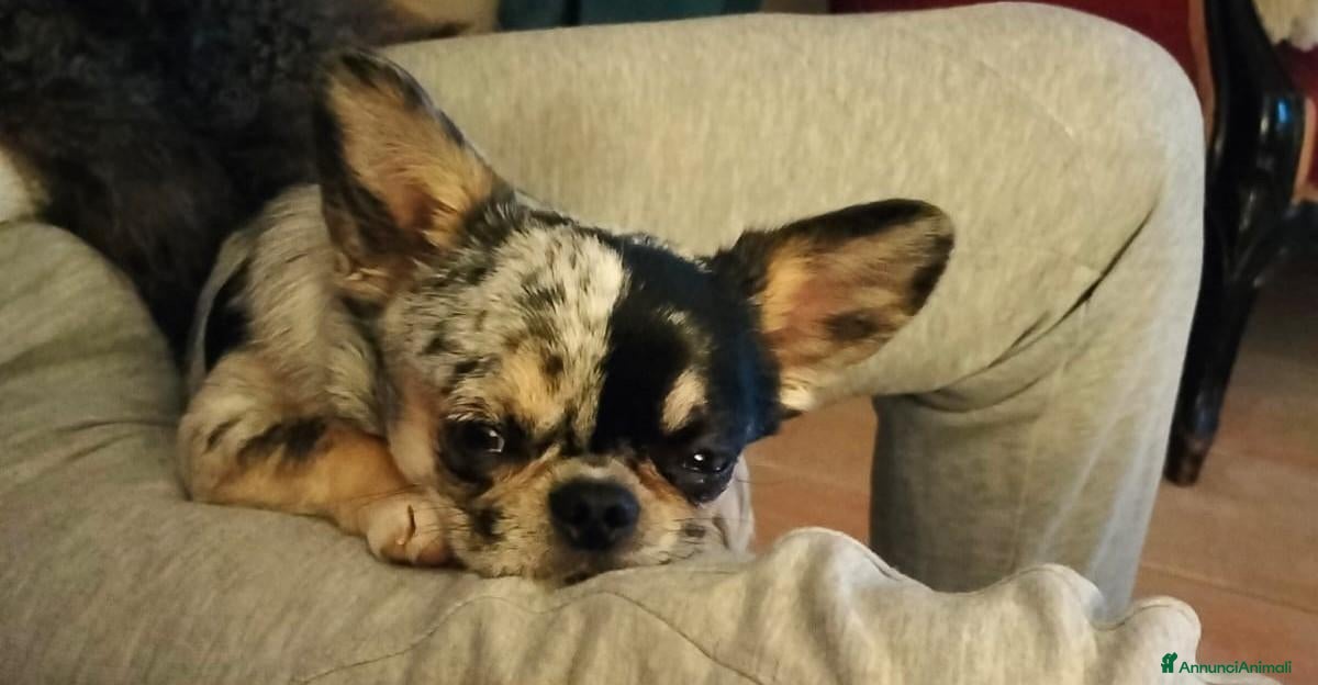 Chihuahua cani Chihuahua maschio  - Annuncio 14