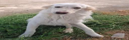 Meticcio cani in regalo: EROS 💙 UNA NUVOLA BIANCA PIENA DI ENERGIA a Provincia di Pisa - Annuncio 6