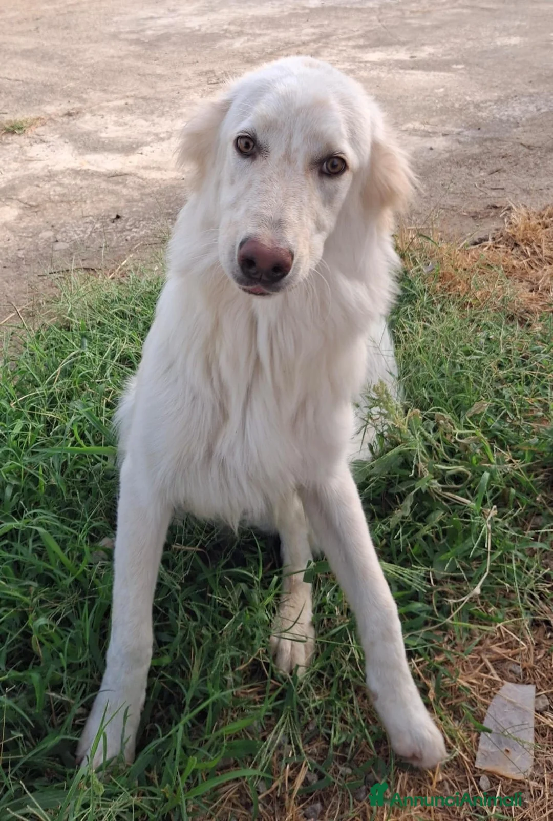 Meticcio cani in regalo: EROS 💙 UNA NUVOLA BIANCA PIENA DI ENERGIA a Provincia di Pisa - Annuncio 6