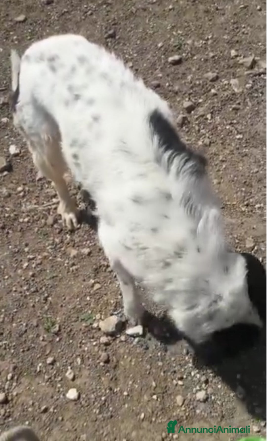 Meticcio cani in regalo: Mask 6anni DA 5ANNI IN CANILE. PUGLIA SOS CASA a Città metropolitana di Milano - Annuncio 3