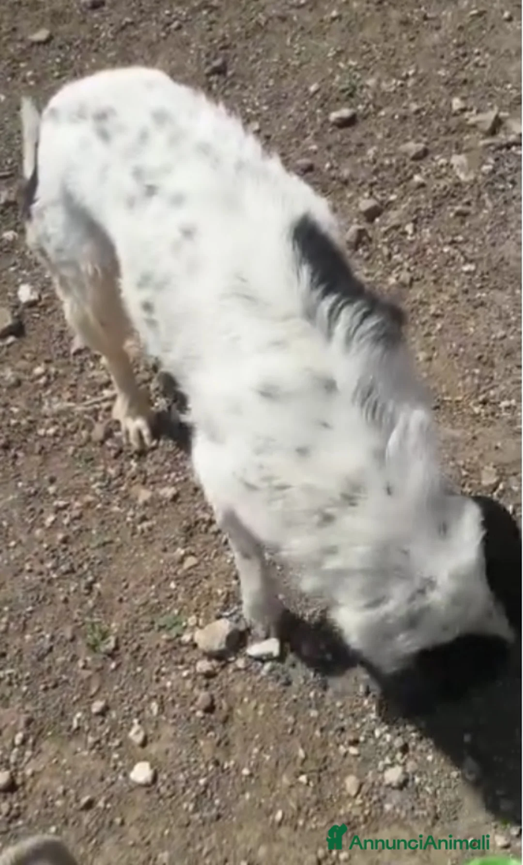 Meticcio cani in regalo: Mask 6anni DA 5ANNI IN CANILE. PUGLIA SOS CASA a Città metropolitana di Milano - Annuncio 3