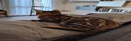 Bengala gatti in vendita: Dolcissimo gattino del bengala con pedigree AFSI  - Annuncio 19