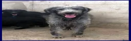 Meticcio cani in regalo: MAGOGO un bel timidino - Annuncio 4