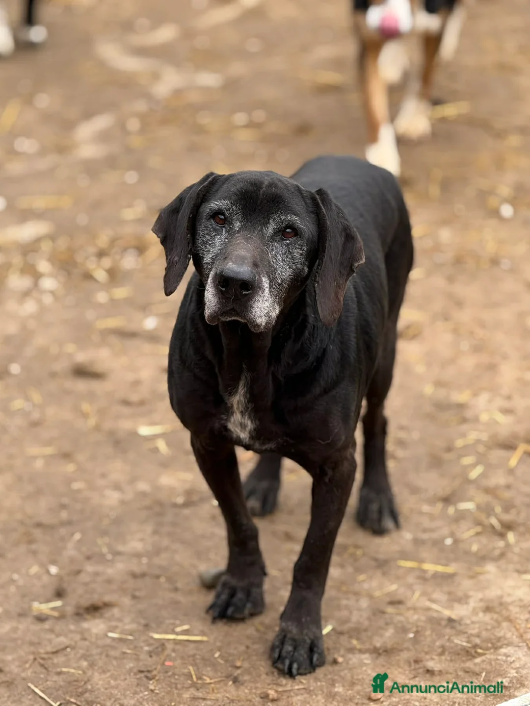 Meticcio cani in regalo: ORAZIO, bracchetto "vintage" rimasto solo. - Annuncio 6