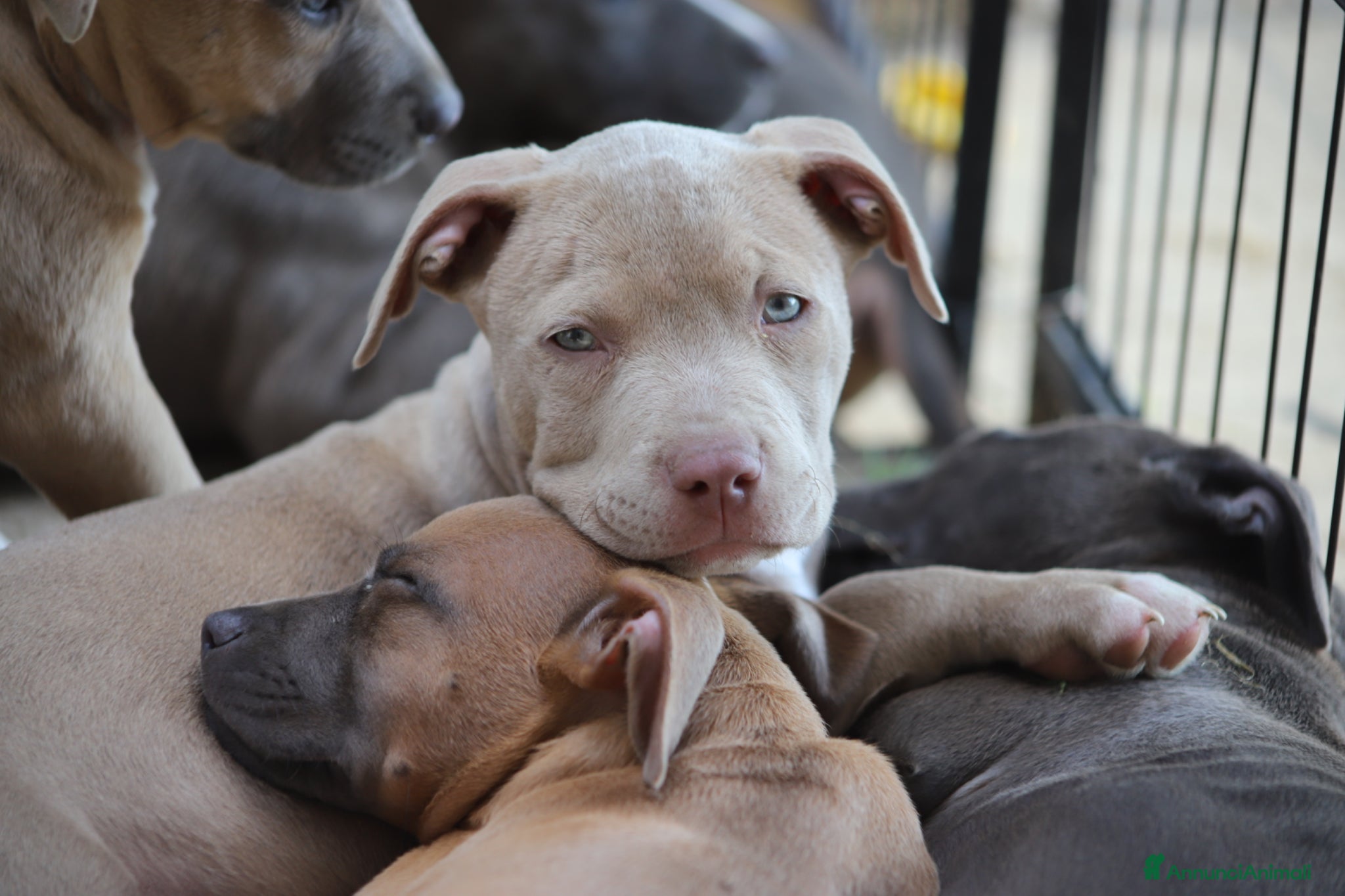 Pitbull cani Cuccioli Pit Bull pronta consegna  - Annuncio 1