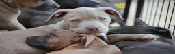 Pitbull cani in vendita: Cuccioli Pit Bull pronta consegna  - Annuncio 1
