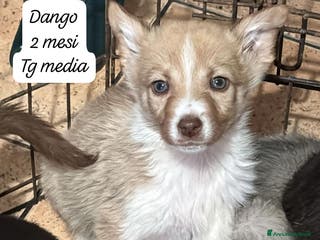 Meticcio cani Adotta un cucciolo senza casa - Annuncio 10