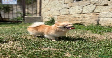 Volpino Pomerania cani a Provincia di Verona - Annuncio 16