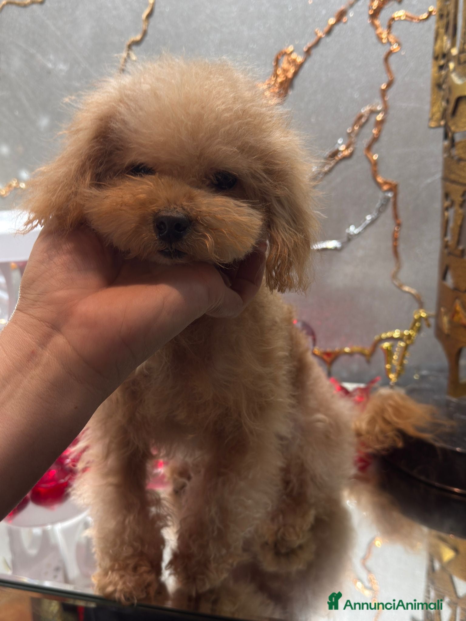 Barboncino cani Barboncina color crema  - Annuncio 7