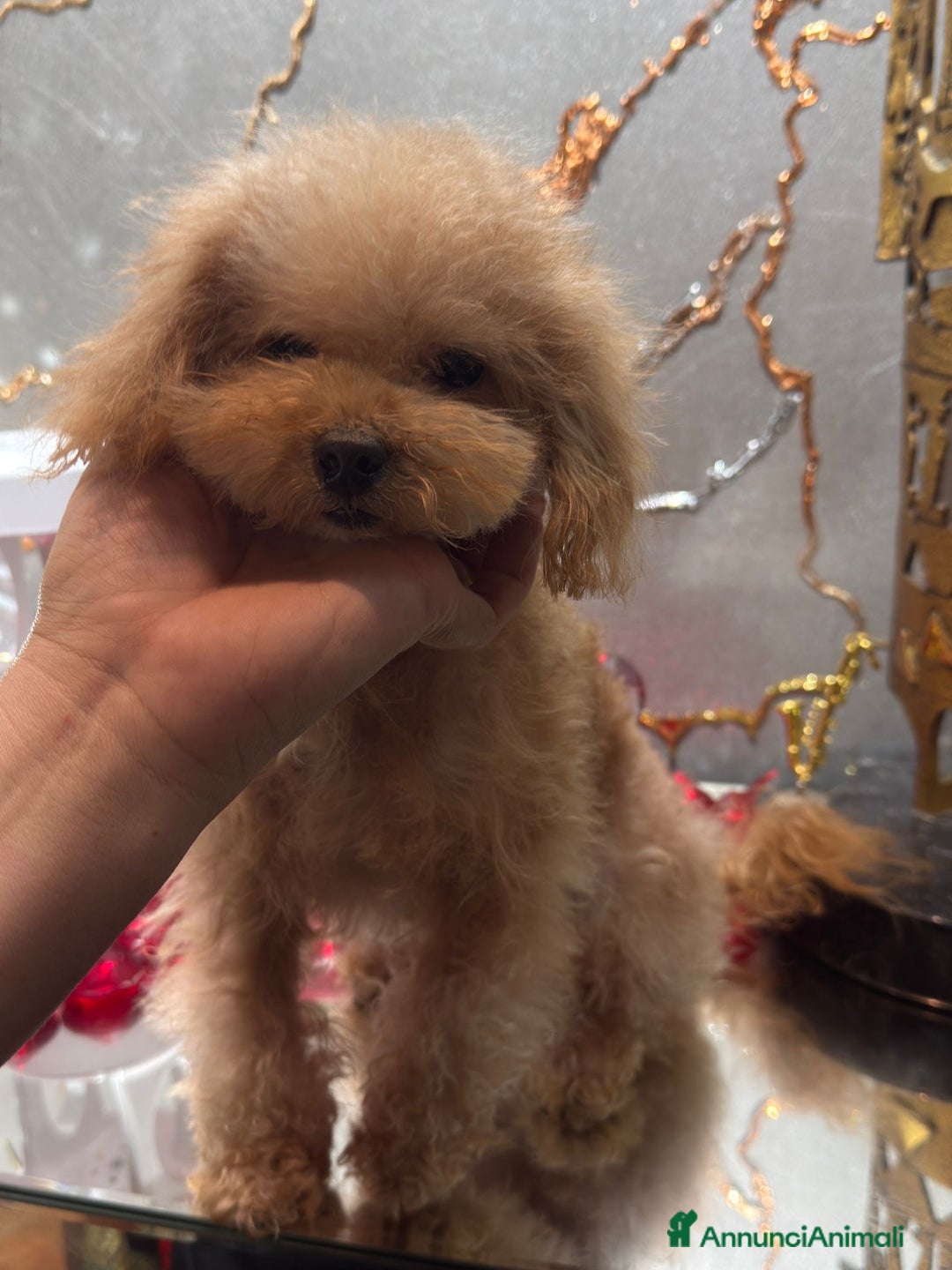 Barboncino cani in vendita: Barboncina color crema  - Annuncio 1