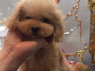 Barboncino cani Barboncina color crema - Annuncio 9