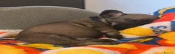 Bulldog Francese cani in vendita: Cuccioli di Bulldog francese - Annuncio 2