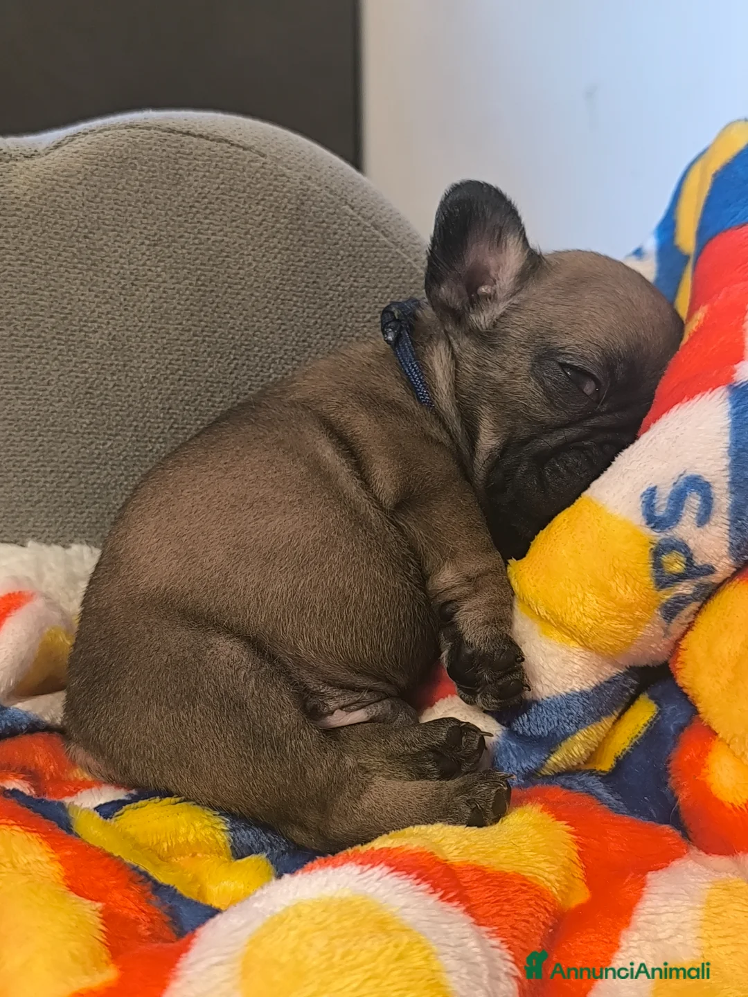 Bulldog Francese cani in vendita: Cuccioli di Bulldog francese - Annuncio 2