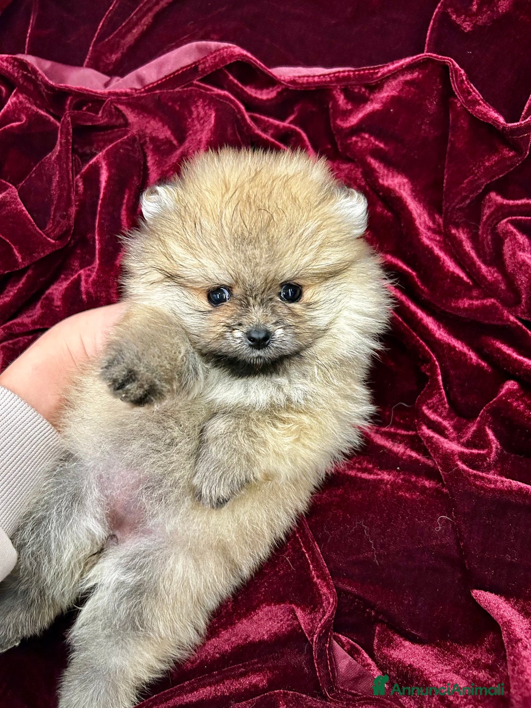 Spitz cani in vendita: Spitz tedesco nano - Annuncio 4