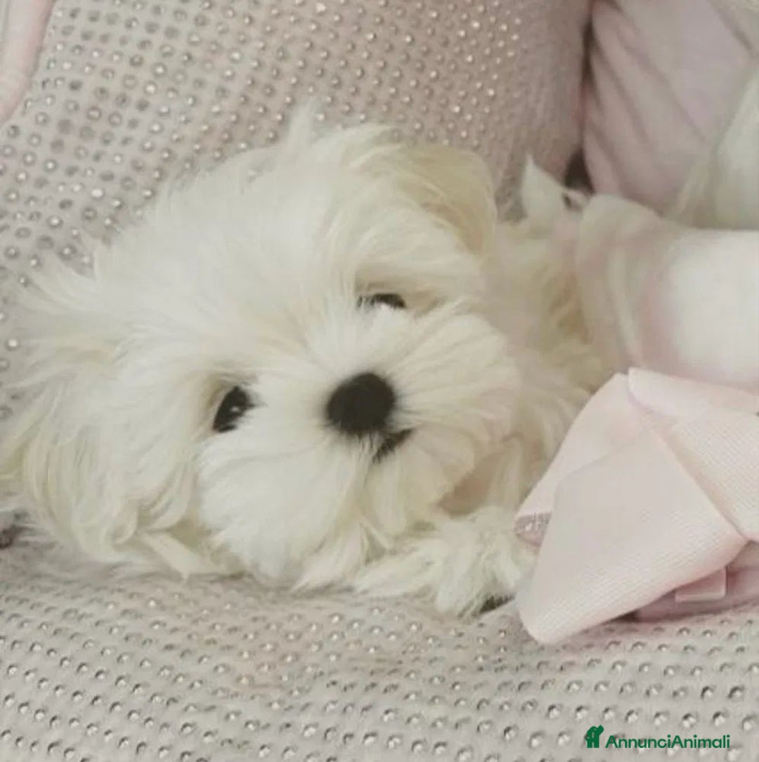 Maltese cani in vendita: Cuccioli di maltese con pedigree ENCI  - Annuncio 20