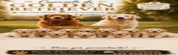 Golden Retriever cani in vendita: Cuccioli di Golden Retriever - Annuncio 4