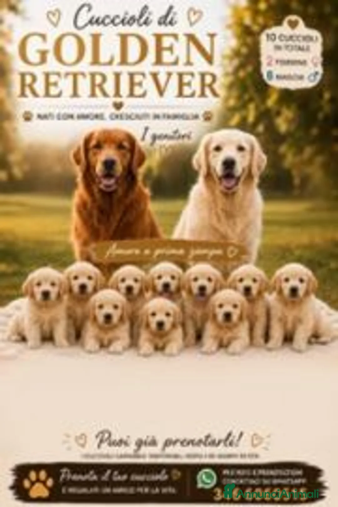 Golden Retriever cani in vendita: Cuccioli di Golden Retriever - Annuncio 4