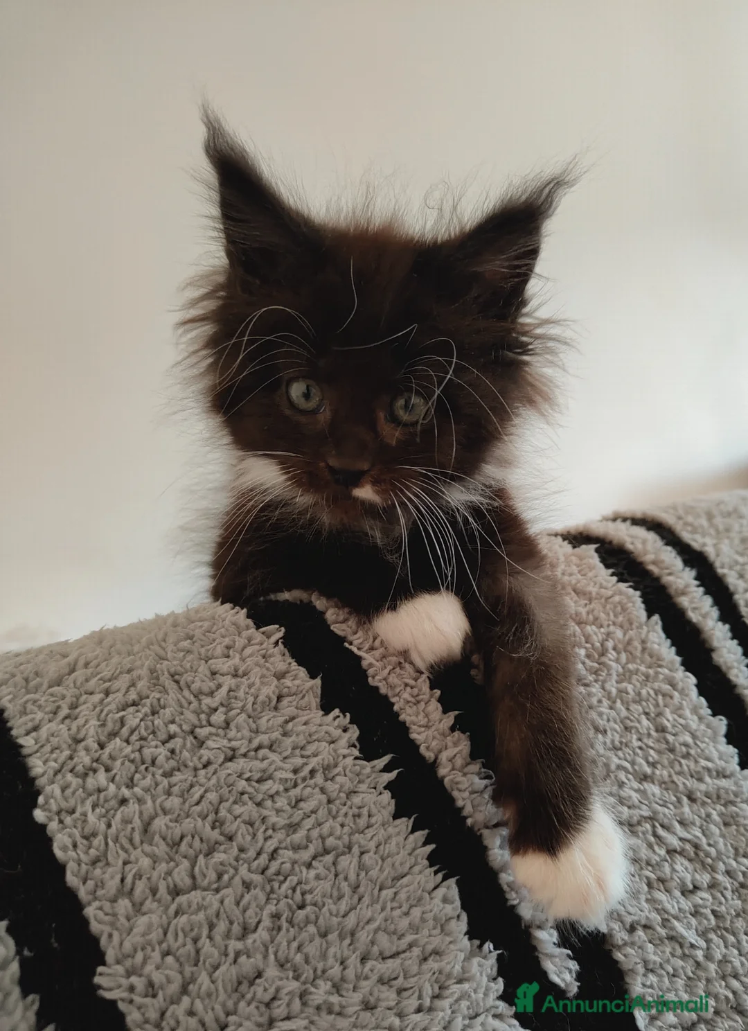 Maine Coon gatti in vendita: Cuccioli di Maine coon  - Annuncio 8