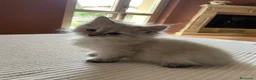 Siberiano gatti in vendita: Gattini Siberiani Ipoallergenici a Provincia di Brescia - Annuncio 11
