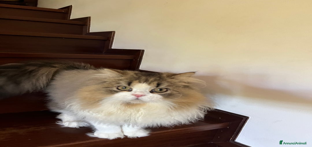 Immagine della galleria {{count}}