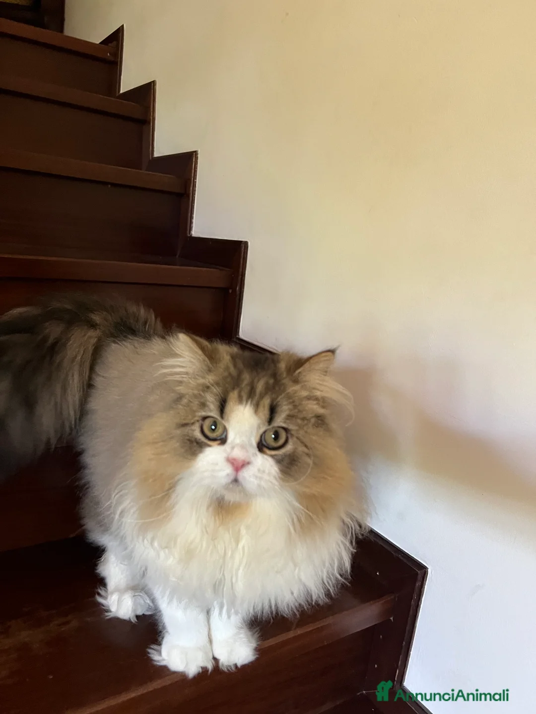 Immagine della galleria {{count}}