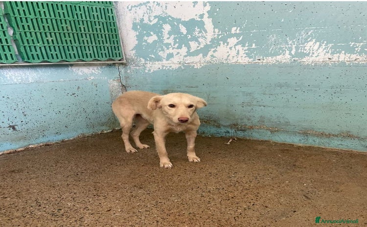 Meticcio cani Paolina - Annuncio 9