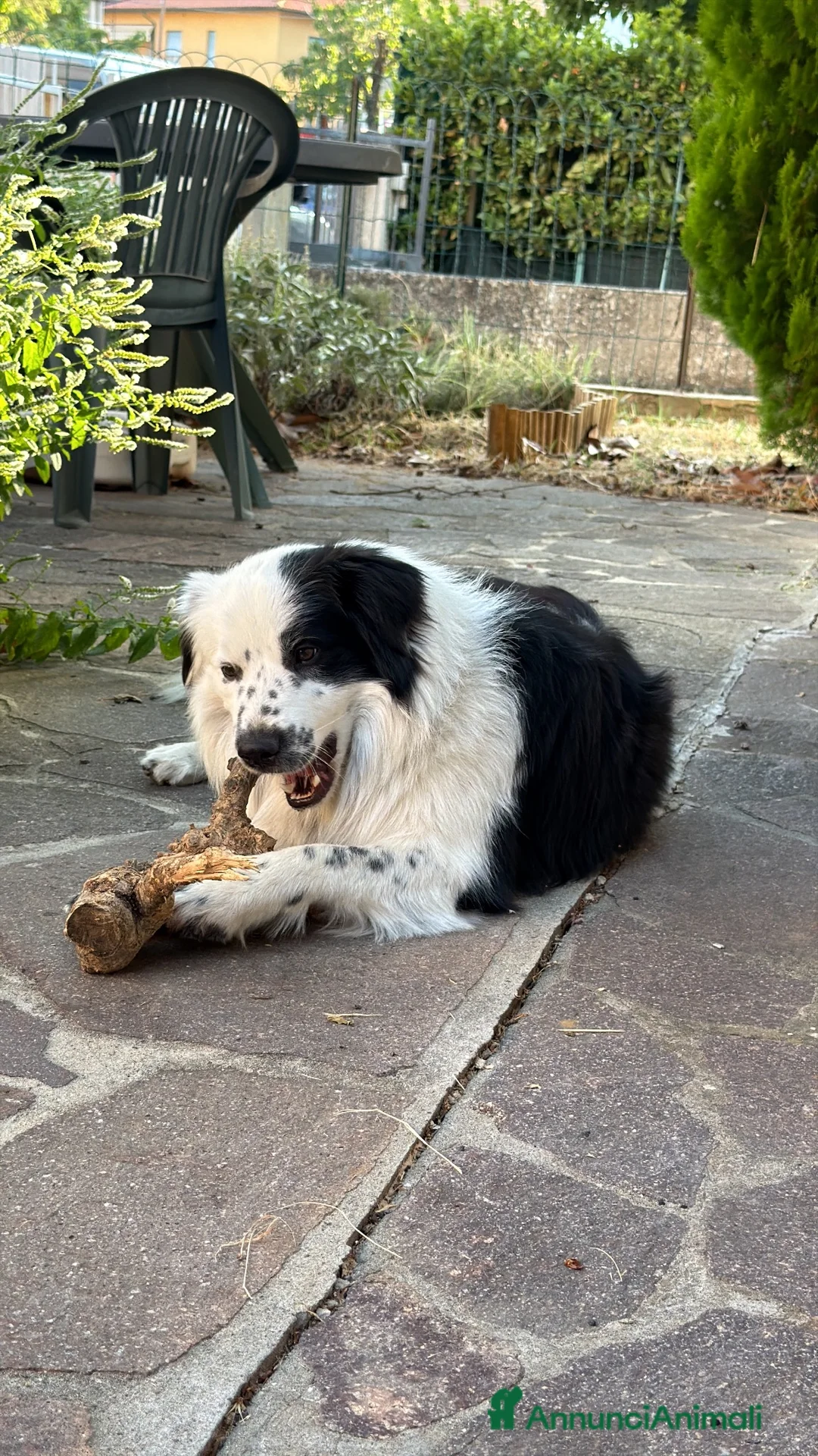 Border Collie cani per accoppiamento: Bellissimo Border Collie maschio per Monta a Provincia di Siena - Annuncio 2