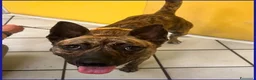 Meticcio cani in regalo: GEOLIER aspettava chi l'ha abbandonato a Città metropolitana di Milano - Annuncio 2