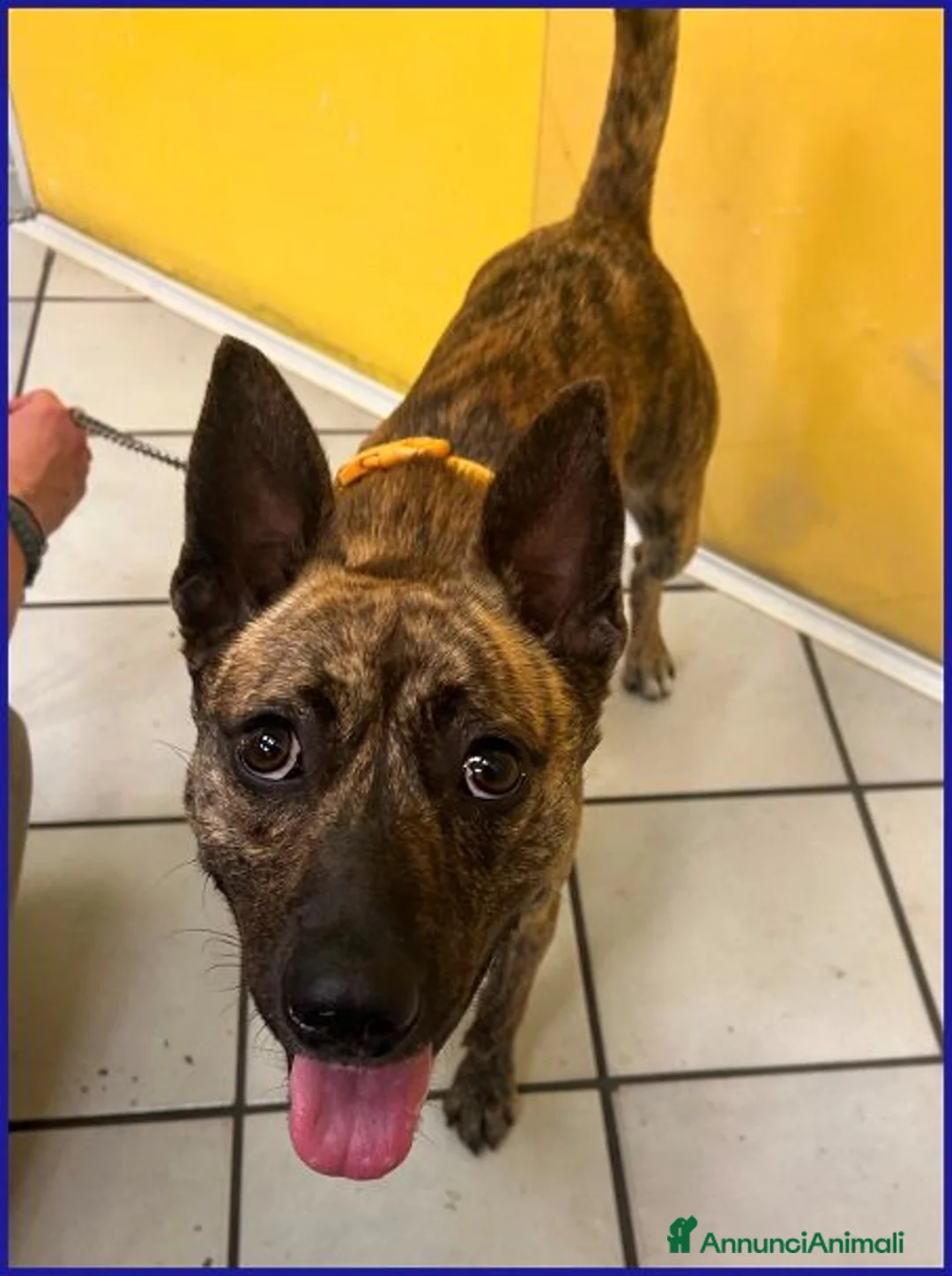 Meticcio cani in regalo: GEOLIER aspettava chi l'ha abbandonato a Città metropolitana di Milano - Annuncio 2
