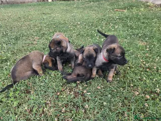 Pastore Belga cani Cuccioli Pastore Belga Malinois disponibili - Annuncio 14
