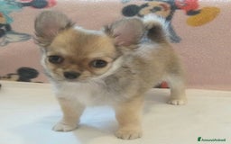 Chihuahua cani in vendita: Chihuahua Femmina a pelo lungo con Pedegree Enci  - Annuncio 8