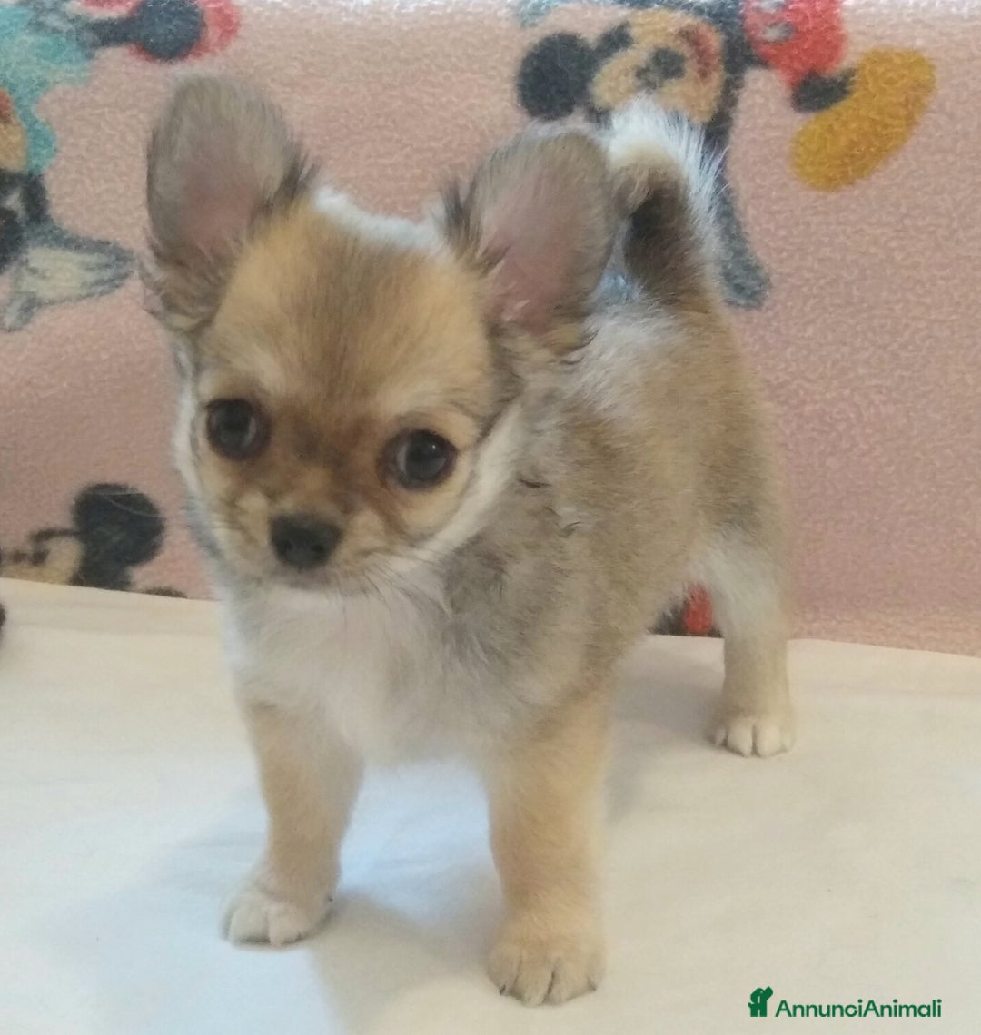 Chihuahua cani in vendita: Chihuahua Femmina a pelo lungo con Pedegree Enci  - Annuncio 8